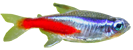 Paracheirodon innesi
